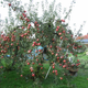 Image for article titled Apple Apples Are Not from Apple